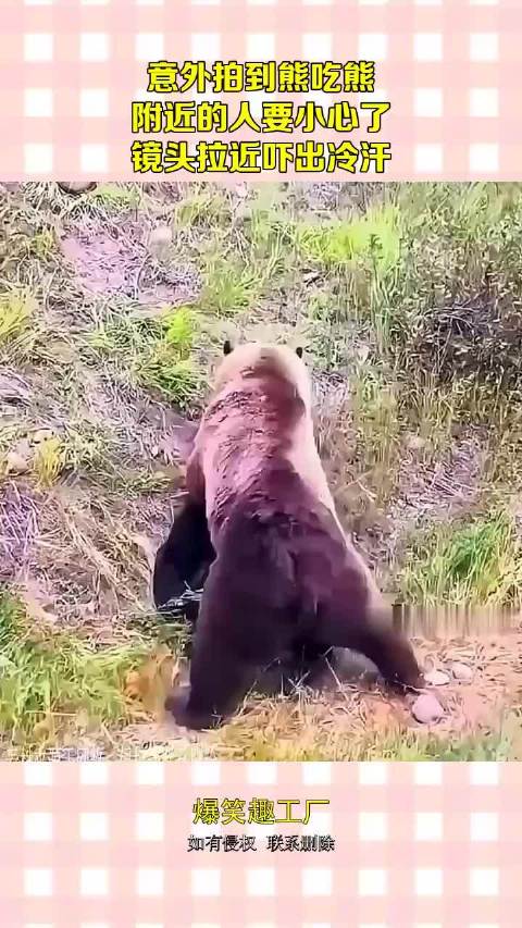 菲律宾篮球赛事突发熊群事件引发热议